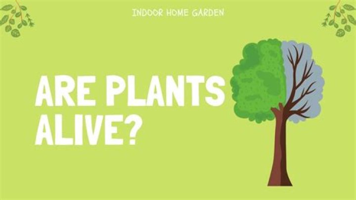 Do plants know they are alive?