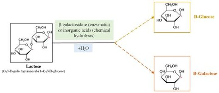 Does galactose inhibit galactosidase?
