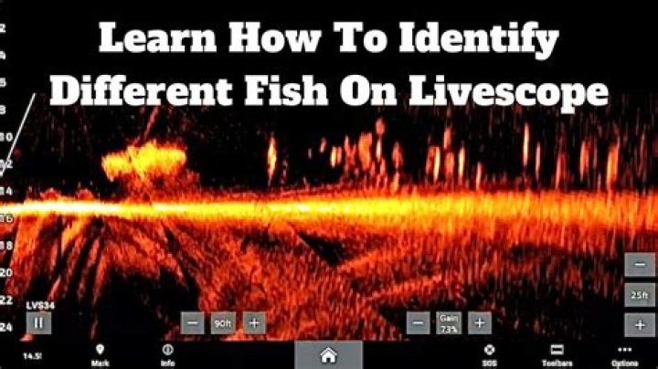 How do you identify fish on sonar?