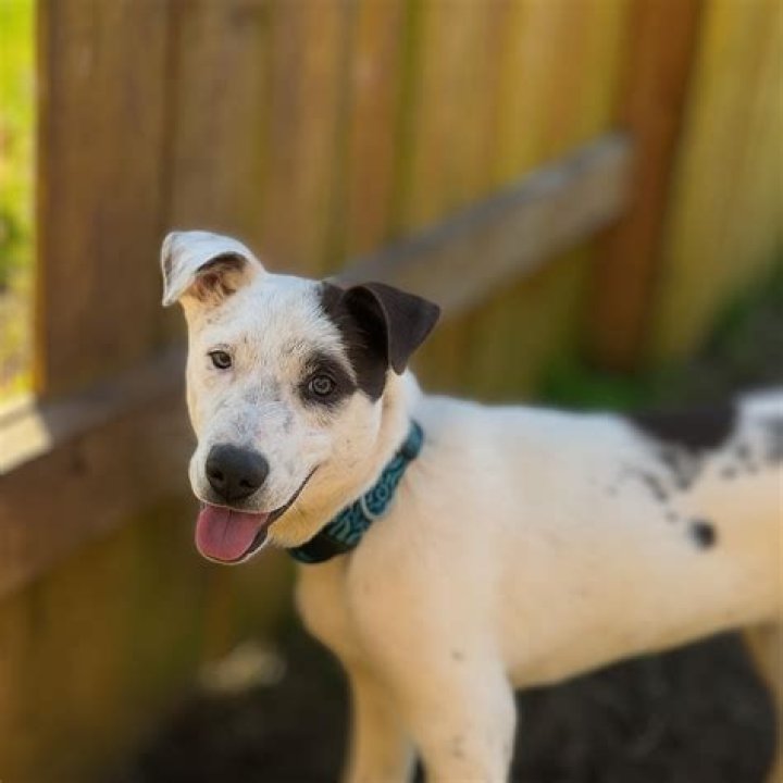 Winnie The Cattle Dog Net Worth 2024